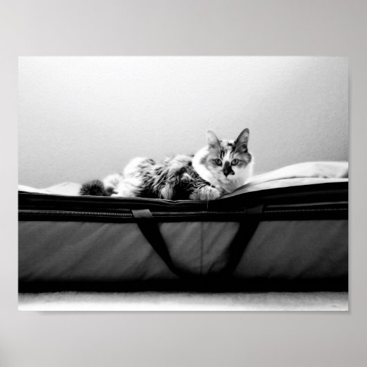 Kat op zak poster (Voorkant)