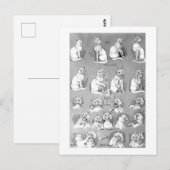 Kat, opleiding en huwelijk, Bride, Louis Wain Briefkaart (Voorkant / Achterkant)