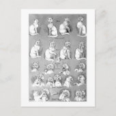 Kat, opleiding en huwelijk, Bride, Louis Wain Briefkaart (Voorkant)