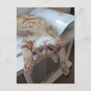 Kat opnieuw plaatsen briefkaart