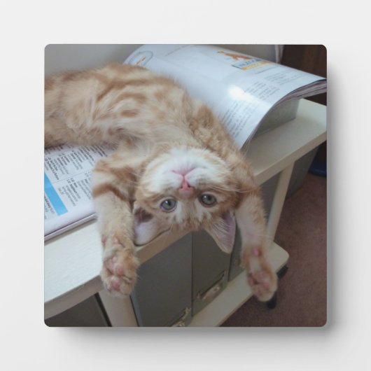 Kat opnieuw plaatsen fotoplaat (Voorkant)