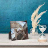Kat opnieuw plaatsen fotoplaat (Insitu)