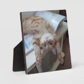 Kat opnieuw plaatsen fotoplaat (Voorkant)