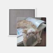 Kat opnieuw plaatsen magneet (Voorkant / Achterkant)