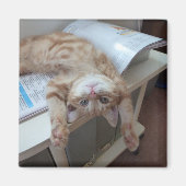 Kat opnieuw plaatsen magneet (Voorkant)