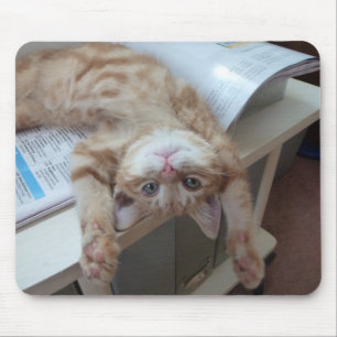 Kat opnieuw plaatsen muismat