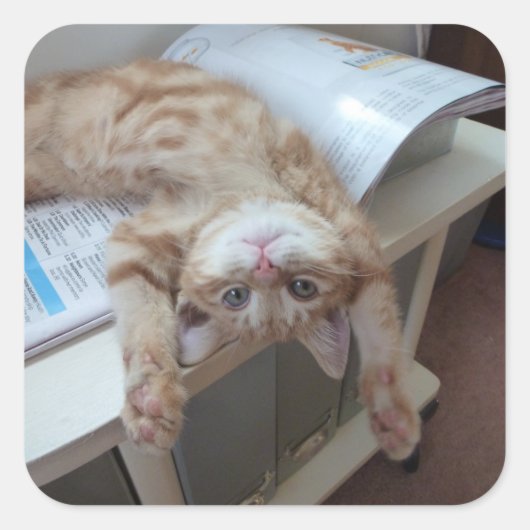 Kat opnieuw plaatsen vierkante sticker (Voorkant)