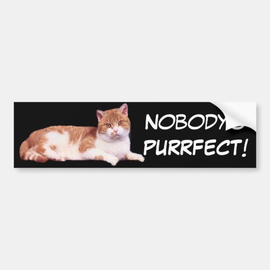 Kat Oranje en witte Bumpersticker (Voorkant)