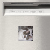 Kat Paperweight Magnet (Insitu (Vaatwasser))