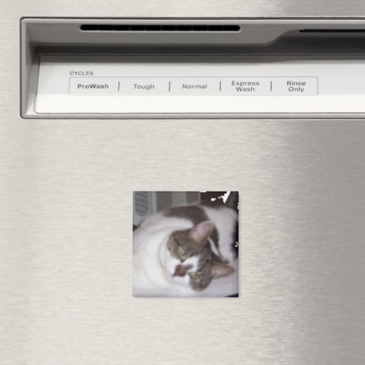 Kat Paperweight Magnet (Insitu (Vaatwasser))