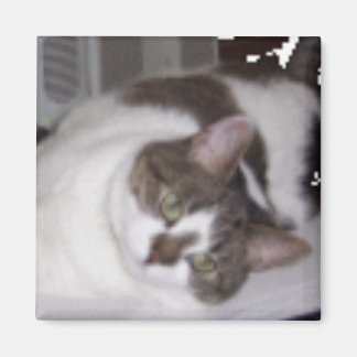 Kat Paperweight Magnet