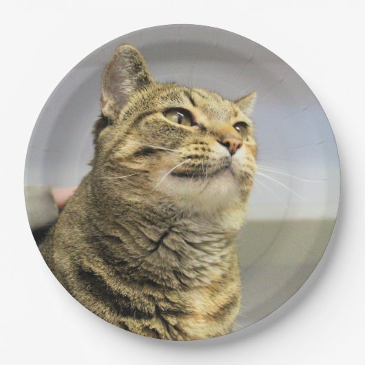 Kat Papieren Bordje (Voorkant)