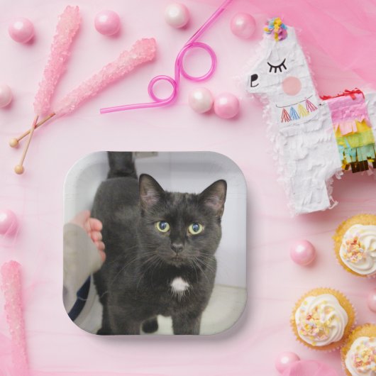 Kat Papieren Bordje (Feest)