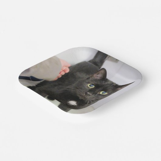 Kat Papieren Bordje (Gebogen)