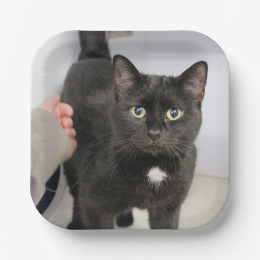 Kat Papieren Bordje (Voorkant)