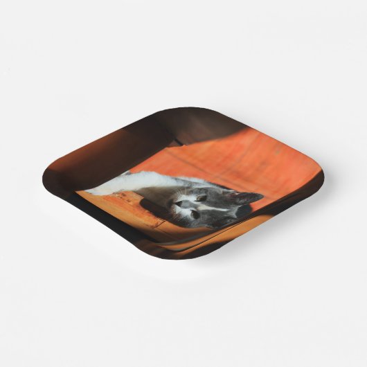 Kat Papieren Bordje (Gebogen)