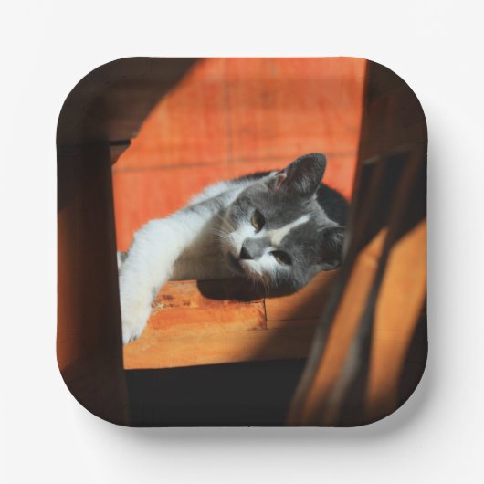 Kat Papieren Bordje (Voorkant)