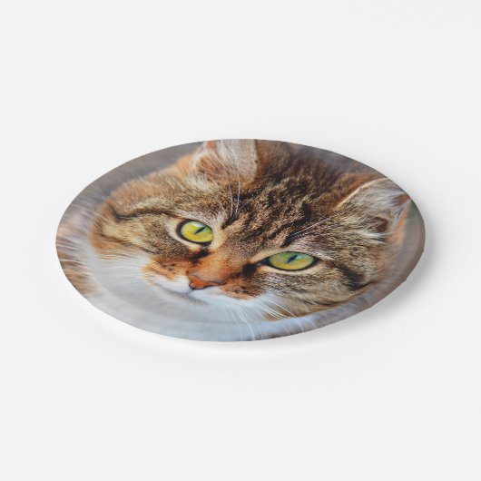Kat Papieren Bordje (Gekanteld)