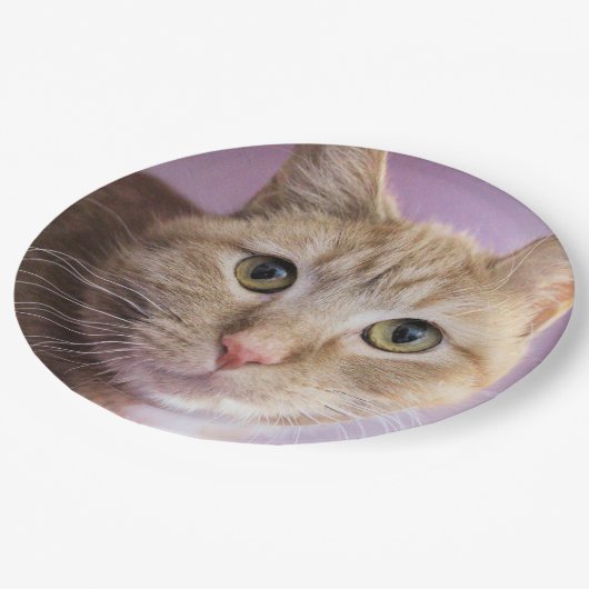 Kat Papieren Bordje (Gekanteld)