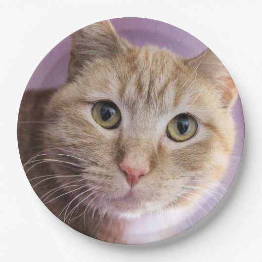 Kat Papieren Bordje (Voorkant)