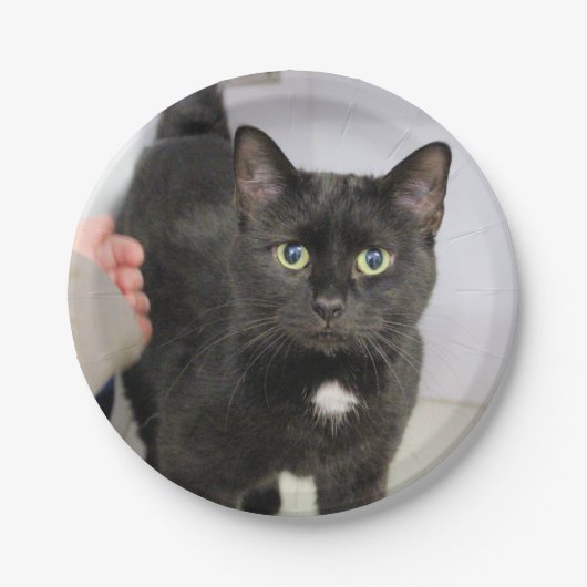 Kat Papieren Bordje (Voorkant)