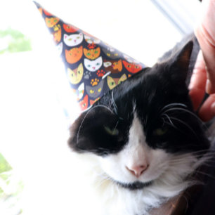 Kat-partij Feesthoedjes