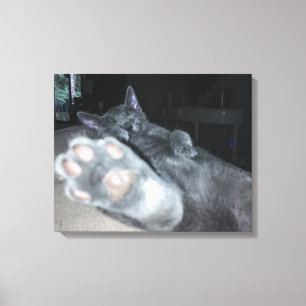 Kat Paw 20 x 16-inch robuust Canvas afdrukken