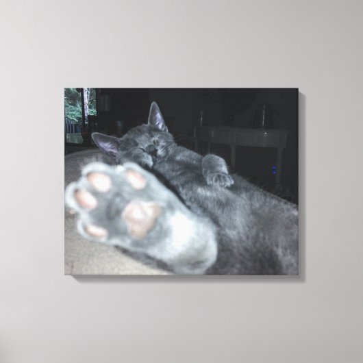 Kat Paw 20 x 16-inch robuust Canvas afdrukken (Voorkant)