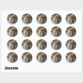 Kat Paw-Stickers Ronde Sticker (Vel)