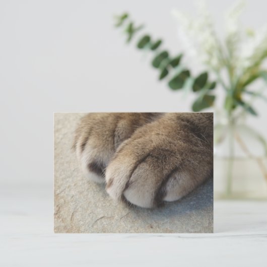 Kat Paws Briefkaart (Staand voorkant)