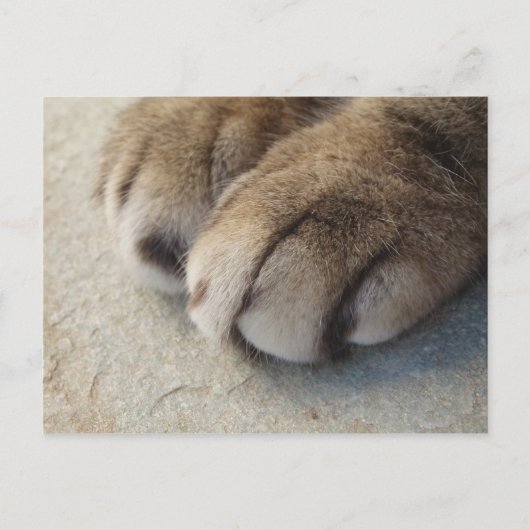 Kat Paws Briefkaart (Voorkant)