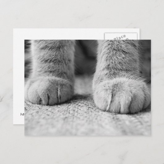 Kat Paws Post Card Briefkaart (Voorkant / Achterkant)