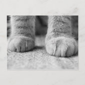 Kat Paws Post Card Briefkaart (Voorkant)