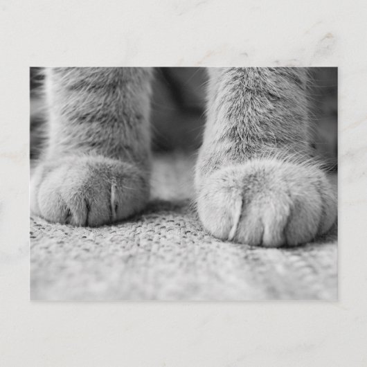Kat Paws Post Card Briefkaart (Voorkant)
