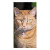 Kat Perfect Poster (Voorkant)