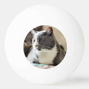 Kat Pingpongbal