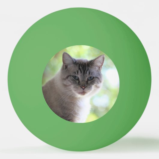 Kat Pingpongbal (Voorkant)