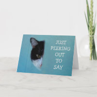 Kat poëzie goed