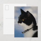 Kat portret CC0104 Briefkaart (Voorkant / Achterkant)