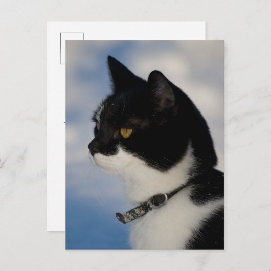 Kat portret CC0104 Briefkaart (Voorkant / Achterkant)