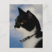 Kat portret CC0104 Briefkaart (Voorkant)