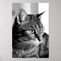 Kat portret - de denker