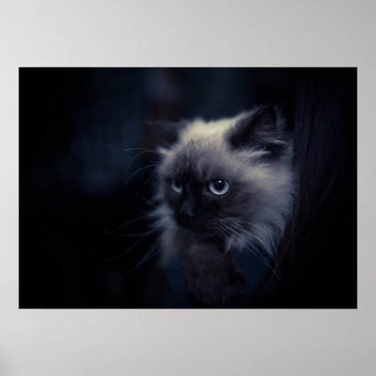 Kat Poster (Voorkant)