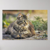 Kat Poster (Voorkant)