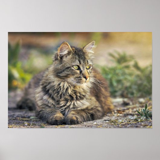 Kat Poster (Voorkant)