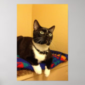 Kat poster (Voorkant)