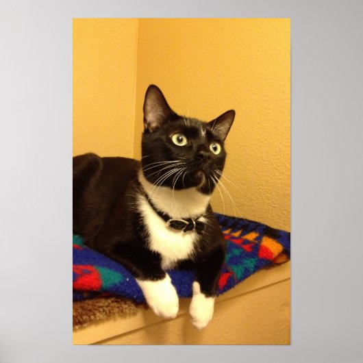 Kat poster (Voorkant)