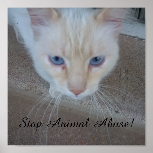 Kat Poster (Voorkant)