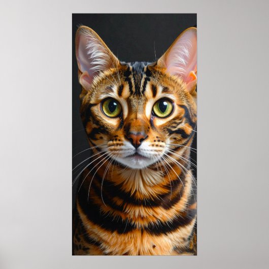 kat poster (Voorkant)