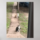 Kat Poster (Voorkant)